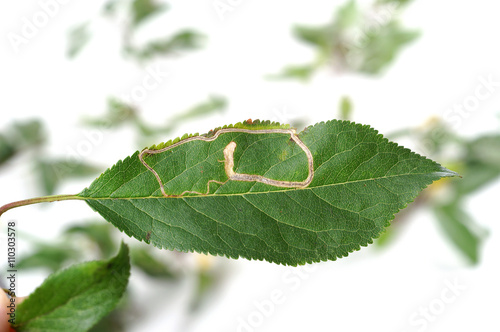 Stigmella malella - The banded apple pigmy on the apple leaf