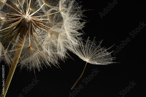 Extreme close up and abstraction with very shallow dept of field of dandelion seeds in black background,