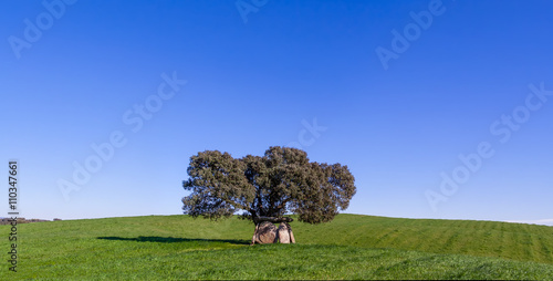 Prehistoric dolmen under a Cork Oak, in the Alentejo region. Portugal.
