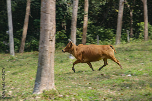 Cow, running through the woods