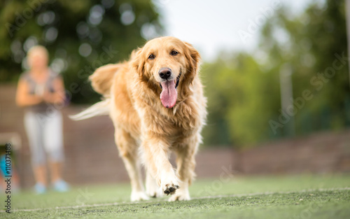 Golden retriever dog walking outdoor