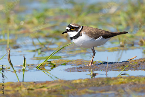 Flussregenpfeifer (Charadrius dubius) an einem Tümpel