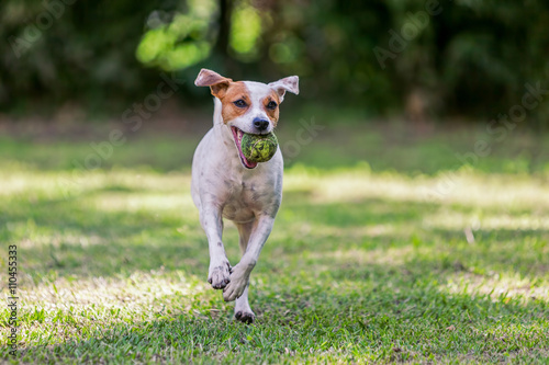 Playful Jack Russell Terrier Playing In The Park