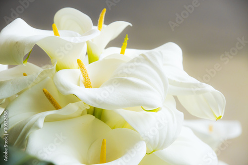 Calla lilies close-up.