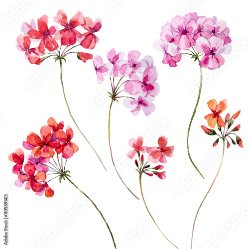 Watercolor geranium floral set