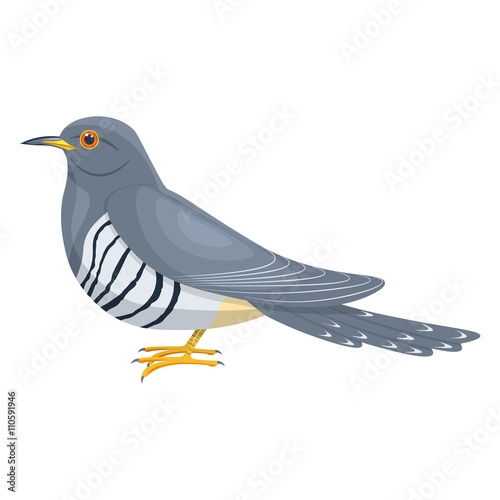 Cuckoo bird vector illustration isolated on white background