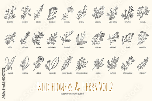 Wild flowers and herbs hand drawn set. Volume 2. Botany. Vintage flowers. Vintage vector illustration.