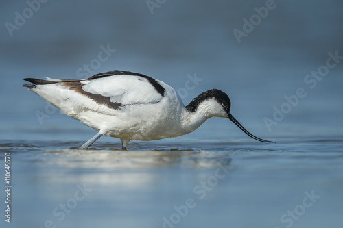 The pied avocet (Recurvirostra avosetta) standing in water. Taken and a low point of view.