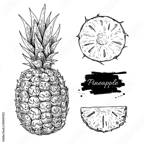 Vector hand drawn pineapple and sliced pieces set. Tropical summ