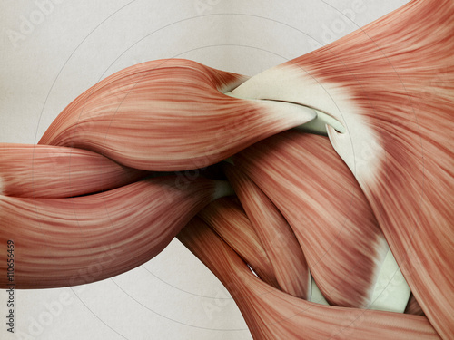 Human anatomy muscle shoulder. 3D illustration.