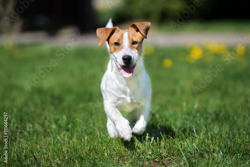 happy jack russell terrier dog running outdoors in summer