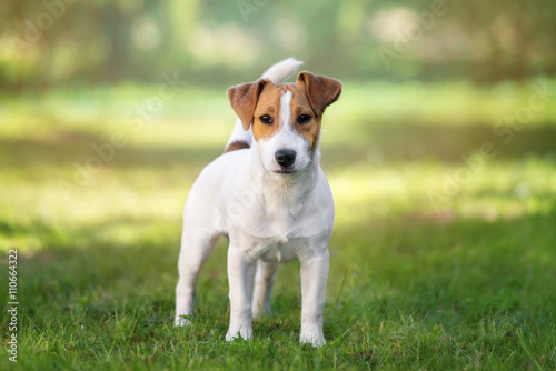 young jack russell terrier dog standing outdoors