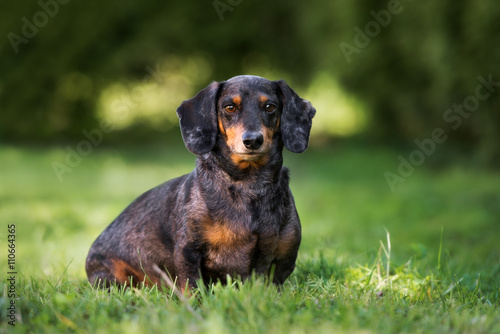 dachshund dog sitting outdoors