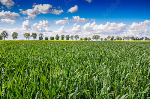 krajobraz trawa