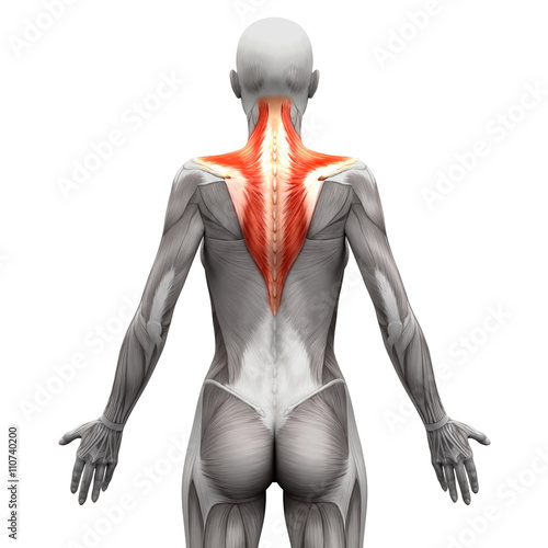 Trapezius Muscle - Anatomy Muscles isolated on white