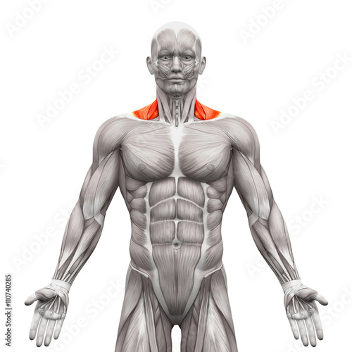 Trapezius Front Neck Muscles - Anatomy Muscles isolated on white