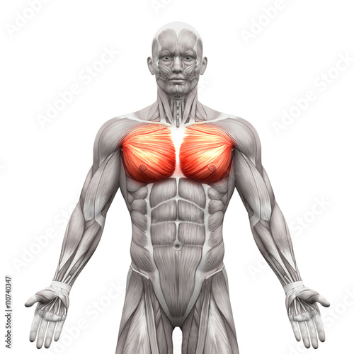 Chest Muscles - Pectoralis Major and Minor - Anatomy Muscles