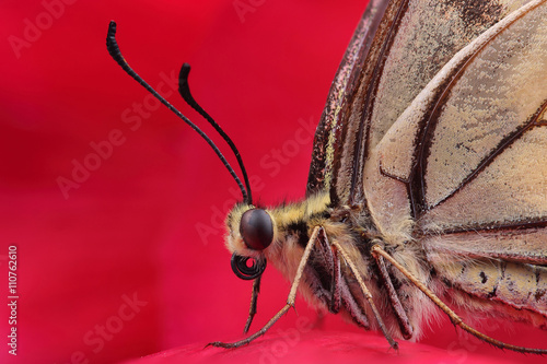 Old World swallowtail (Papilio machaon) on red flower