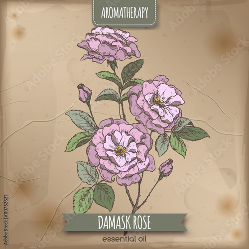 Color Damask rose sketch on old paper background. 