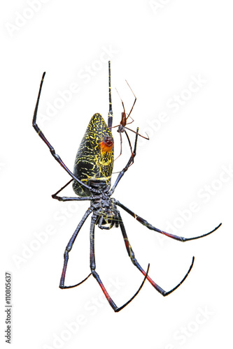 Male and female golden silk orb-weaver spider on white background