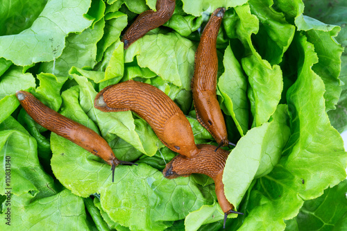 Schnecke mit Salatblatt