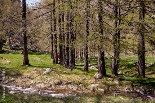 Pineta, larici, Parco nazionale del Gran Paradiso, montagna. Piemonte, Italia, panorama, 
