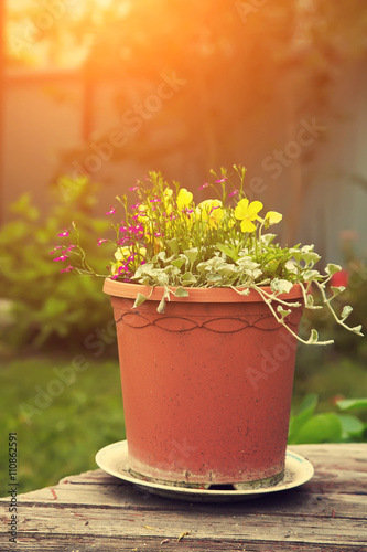 garden flowers in a ceramic pot