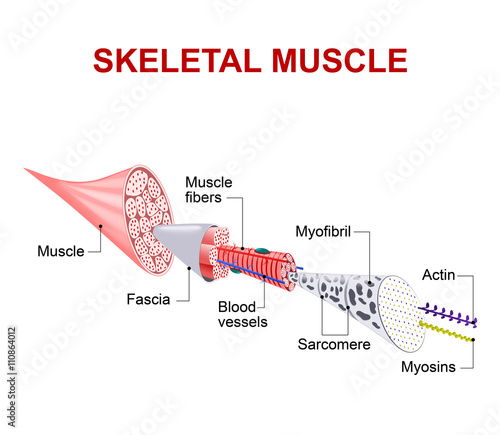 Structure of skeletal muscle