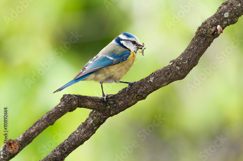 Blue tit with caught caterpillars in its mouth