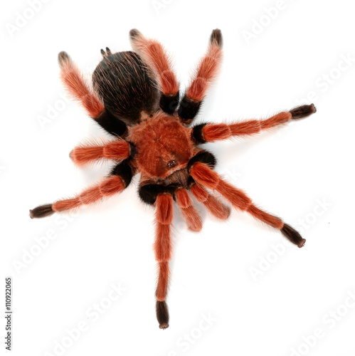 Birdeater tarantula spider Brachypelma boehmei isolated over white. Bright red colourful giant arachnid.