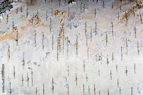 The white texture of birch bark