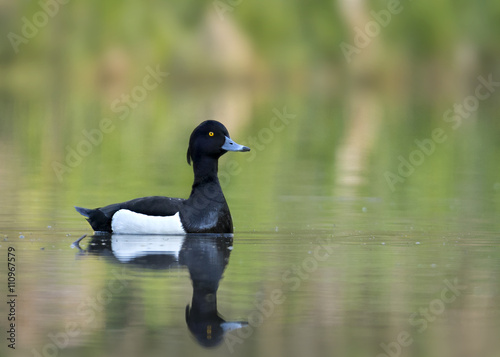 Kaczka czernica (Tufted duck)