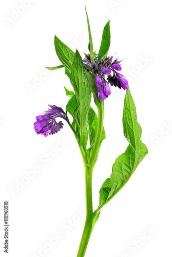 Comfrey (Symphytum officinale) isolated on white background, plant used in medicine.