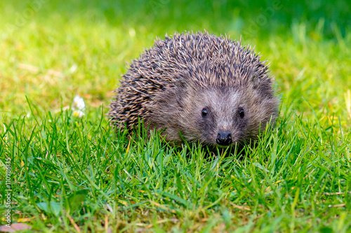 Igel Braunbrustigel (Erinaceus europaeus) auf einer Wiese im Frühling