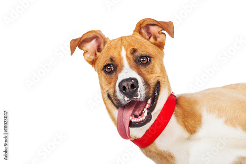 Closeup Funny Dog Laying Tongue Out