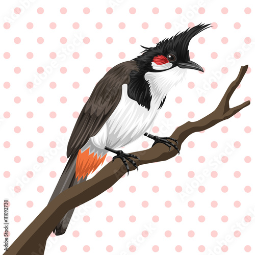 Red whiskered bulbul vector