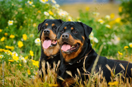 Two Rottweilers lying in the long grass with wildflowers