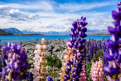 Flowers with lake, mountains and a blue sky on the background Lake tekapo in the South Island of New Zealand