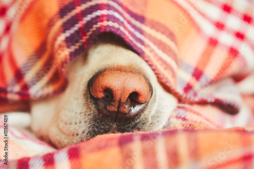 Dog under the blanket
