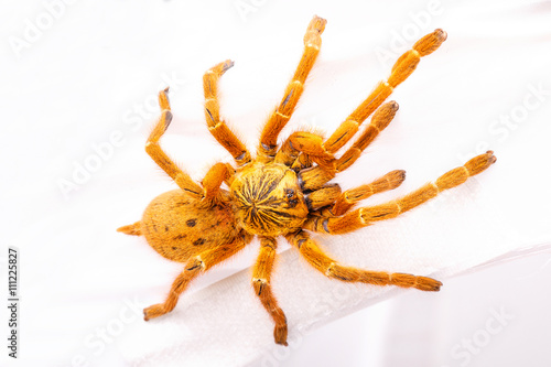 Danger Pterinochilus murinus tarantula venomous spider