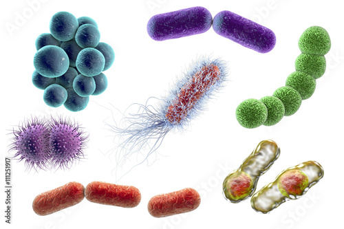 Microbes isolated on white background, 3D illustration. Bacteria of different shapes. Staphylococci, Streptococci, Neisseria, Clostridium, rod-shaped, Escherichia coli, Klebsiella