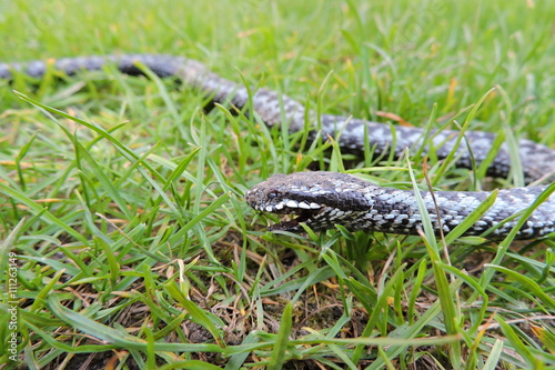 A common viper