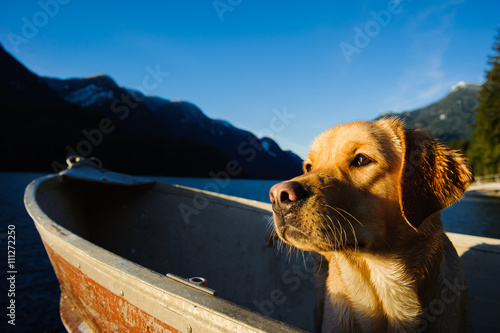 Yellow Labrador Retriever dog sitting in an aluminum boat in a moutain water inlet