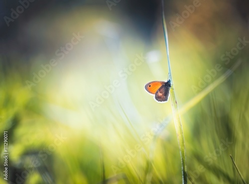 Beautiful butterfly sitting on grass