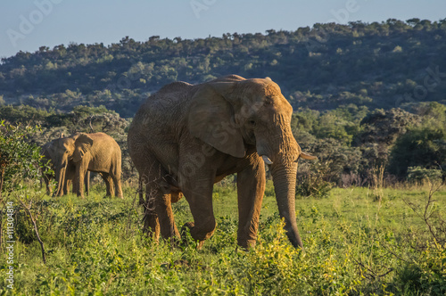 Elephant herd in the wild at the Welgevonden Game Reserve in South Africa