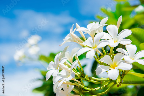 White plumeria with blue sky background