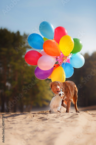 American staffordshire terrier dog and Dog Jack Russell Terrier jumps in the air to catch flying balloons