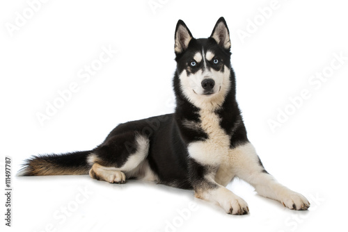 Siberian Husky