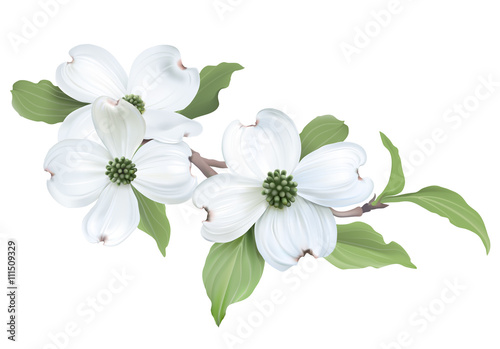 White Dogwood (Cornus florida) Hand drawn vector illustration of blooming dogwood on transparent background. 