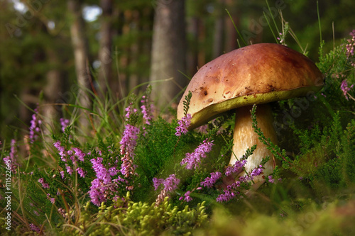 Boletus edulis edible mushroom in the forest 